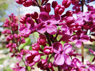 植物学自然花束香的天本底朵紧贴着本背景春丽紫的宏观图象带叶子的花枝图片