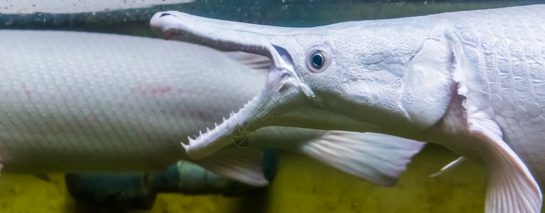 水族馆生活加张开嘴的鳄鱼盖子脸部紧闭鳄鱼gar牙的假显示其锋利齿的鱼来自美洲热带鱼类图片