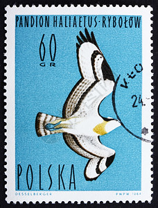 波兰大约1964年在波兰印制的邮票显示鱼鹰PandionHaliaetus猛禽大约年信极陈图片