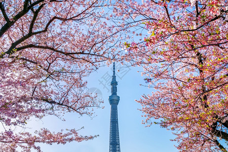 城市季节东京日本横田Tokyo日本19年4月日201年美丽的樱花和东京天空树在日本东京的春天旅行图片