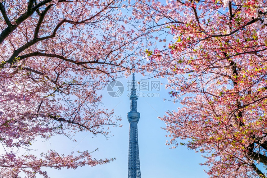 城市季节东京日本横田Tokyo日本19年4月日201年美丽的樱花和东京天空树在日本东京的春天旅行图片