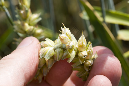在夏季或春关闭农业田检查小麦玉米的口袋和户在夏天或春季关闭农田场地稻草男人图片