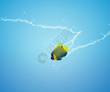 照片Angelfish跳起天使鱼关于失明和挑战概念的良好水商业图片