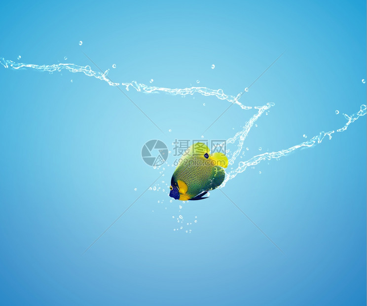 照片Angelfish跳起天使鱼关于失明和挑战概念的良好水商业图片