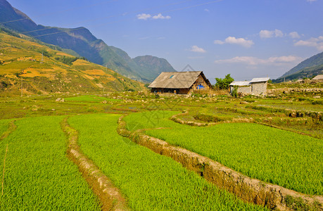 绿色庄稼乡村的越南萨帕山丘部落稻田梯地貌景观图片