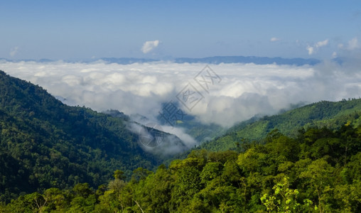 对壮观丛林的空中触目惊心平静的阳光多雾路段图片