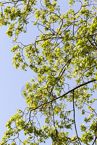 场景乡村的青绿树叶位于春天季户外娱乐和观赏春树空气的美丽芽林之地青绿木叶枫图片