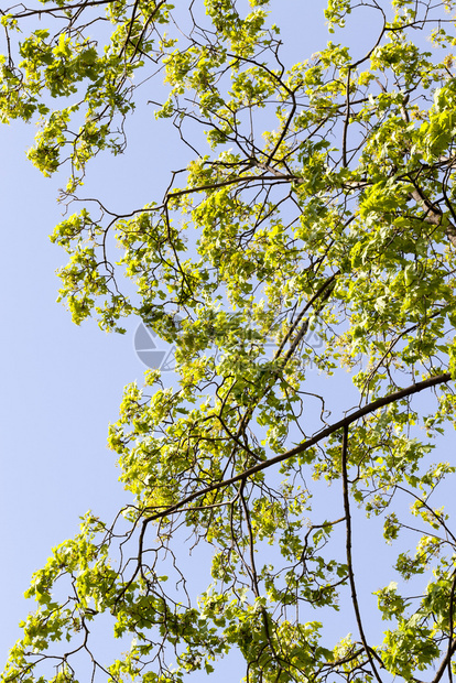 场景乡村的青绿树叶位于春天季户外娱乐和观赏春树空气的美丽芽林之地青绿木叶枫图片