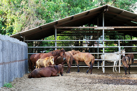 农业休闲马匹农场暇村家庭木头冲突母马图片