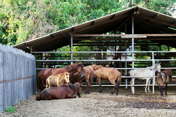 农业休闲马匹农场暇村家庭木头冲突母马图片