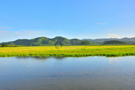 户外花园泰国阳光明媚的黄色草地热带田水山自然风景图天空图片