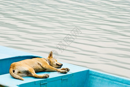 湖自然狗放轻松享受在船上渡假快速地图片