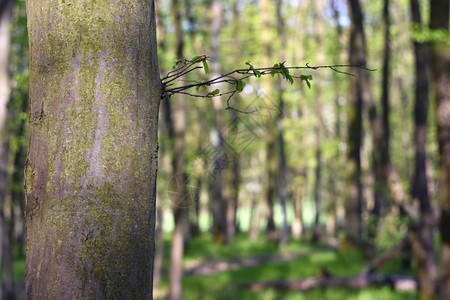 春天青绿森林的生态小路松树图片