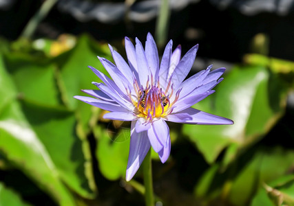 池塘里的莲花图片