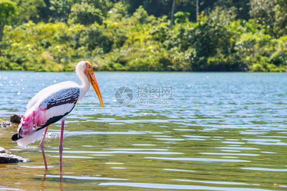 生活单只一大鸟在湖边行走美丽的野生动物在泰国自然宁静的热带森林中生存复制本底空间单只大鸟在步行觅食仅小鸟在散步野生物在泰国自然平图片