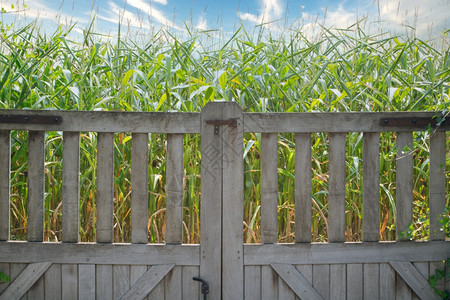 有机的蓝天玉米田附近的木栅栏自然界中农耕景观概念的美丽蓝天空中玉米田附近的木篱围栏农业自然景观概念树叶子图片
