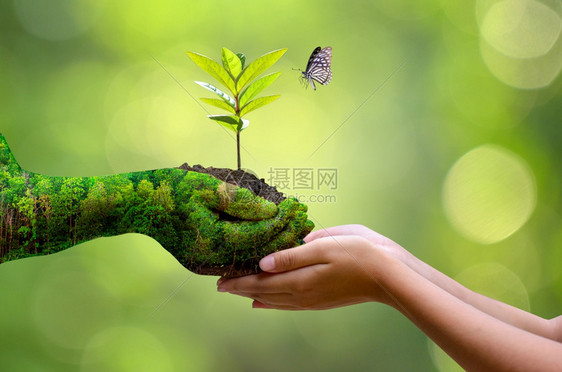 场地种植树苗的木手中布克绿地背景持有自然田野草林保护概念的女手持树枝者森林养护概念植树责任环境图片