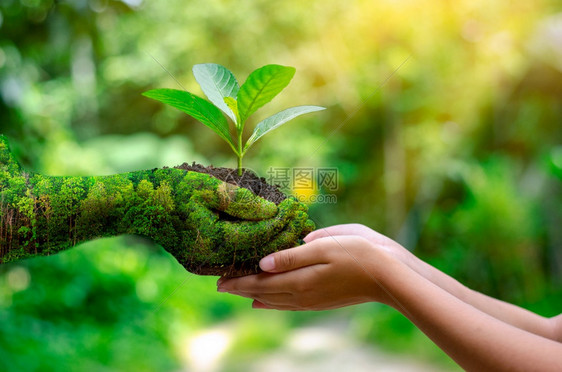 生态塑料种植树苗的木手中布克绿地背景持有自然田野草林保护概念的女手持树枝者森林养护概念植树生长图片