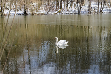 夏天湖上的水禽白鸟池塘上的天鹅森林河流上的大天鹅湖水禽白鸟森林河流上的大天鹅户外喙图片