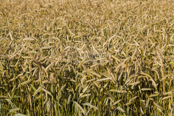 耳朵为了种子欧洲农业田拥有美成熟干燥的谷物为收获欧洲农业田而成熟的粮食作物图片