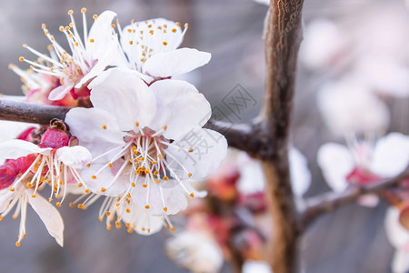 园艺模糊背景上盛开的杏枝春天花的树模糊背景上盛开的杏枝白色晴天图片