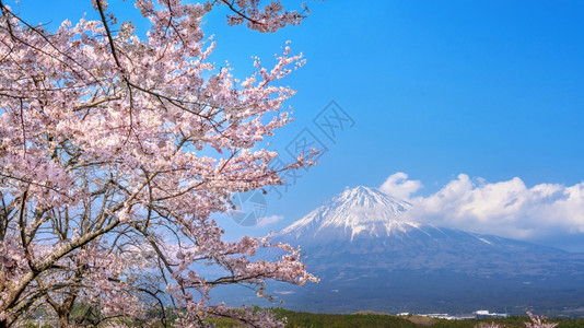 粉色天空春天藤山和樱花日本藤野宫美丽的公吨东京背景