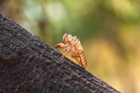 皮肤关闭树上留下的Cicada污点热带昆虫美丽循环图片