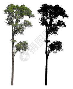 木头晴天一棵然的苗木和高绿色叶树白背景上隔离着黑色阿尔法面罩具图片