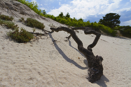 奥尔洛夫天堂炎热的夏日沙丘上干树枝海滩图片