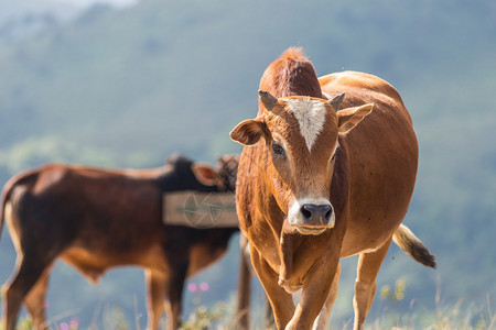 天空山上绿草地的牛健康农业图片