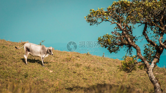 山上绿草地的牛场肉乡村的图片