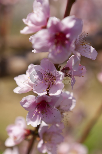 季节樱桃泉水中闪光的果园苹图片