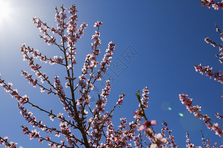 花场地园泉水中闪光的果园图片