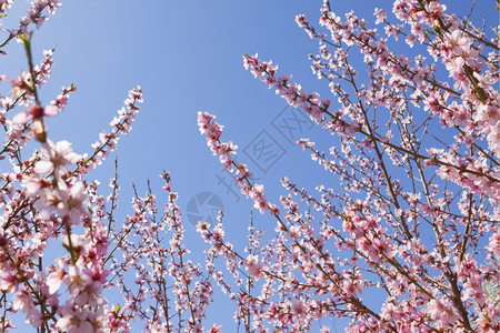 泉水中闪光的果园收成季节苹果图片