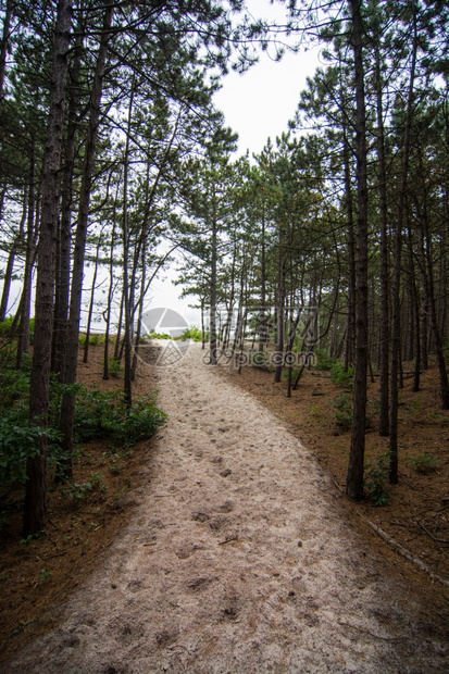 秋天穿过森林的沙路草颜色景观图片