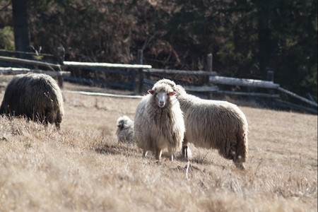 山羊在丘上放牧的羊群云农田图片