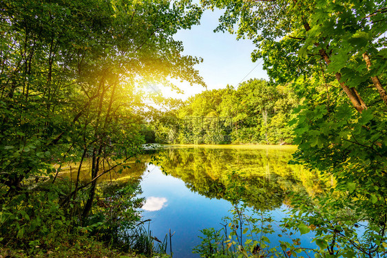 旅行夏日阳光照在森林的湖面夏季太阳照在森林的湖面景观池塘图片