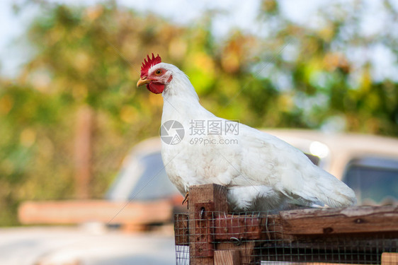 草公鸡和在院子里养农场有机的舍图片