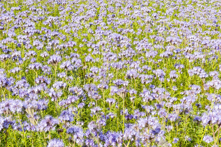 蜜蜂绿花床上的紫色野田地雌蕊蝴蝶夏天图片