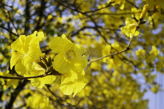 金子美丽的黄色夏花股票照片旅行植物学图片