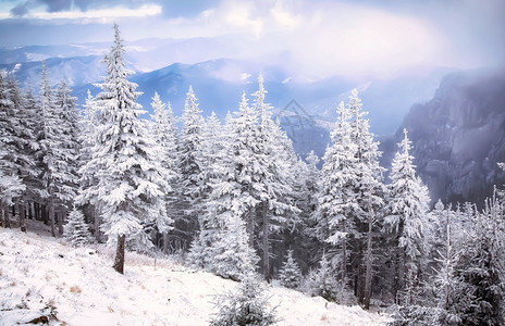 雪覆盖了松树冬天背景令人惊叹季节云的图片