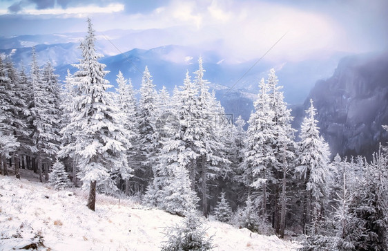 雪覆盖了松树冬天背景令人惊叹季节云的图片