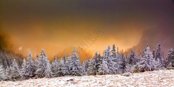 美丽的霜圣诞节雪覆盖了松树冬天背景令人惊叹图片