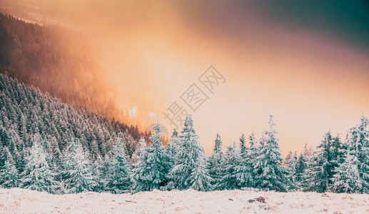 旅行冒险新的雪覆盖了松树冬天背景令人惊叹图片