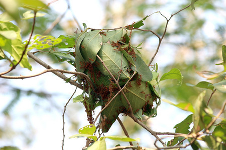 将蚂蚁联合起来在树的绿叶上筑巢黑色的动物细节图片