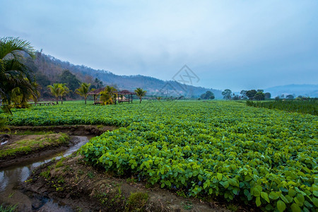 屋顶树泰国花园的古典老和的泰国风格稻草图片