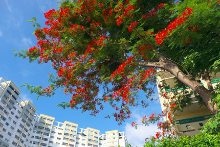 贡惊人的绽放在越南胡志明市的夏季景色惊人红花朵在高楼大的蓝色天空前蓬勃开花凤凰在典型的夏季朵中盛开图片