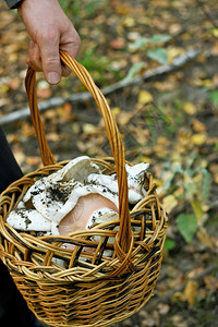自然地面保持秋天采蘑菇一个人拿着篮子蘑菇的形象秋天森林模糊背景上的人图片