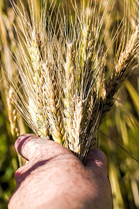 寂寞夏天女大量熟的黄小麦夹在人手中阳光明媚的一天闭在农业田地上一个成熟的黄小麦片图片