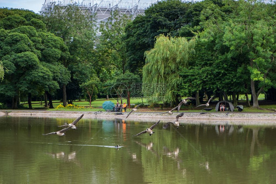 竿形成英国纽卡斯尔州2018年月3日在纽卡斯尔的Leazes公园池塘上编队飞行的吉士美景男人图片